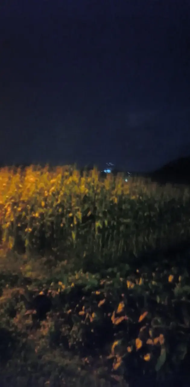 Corn farm night