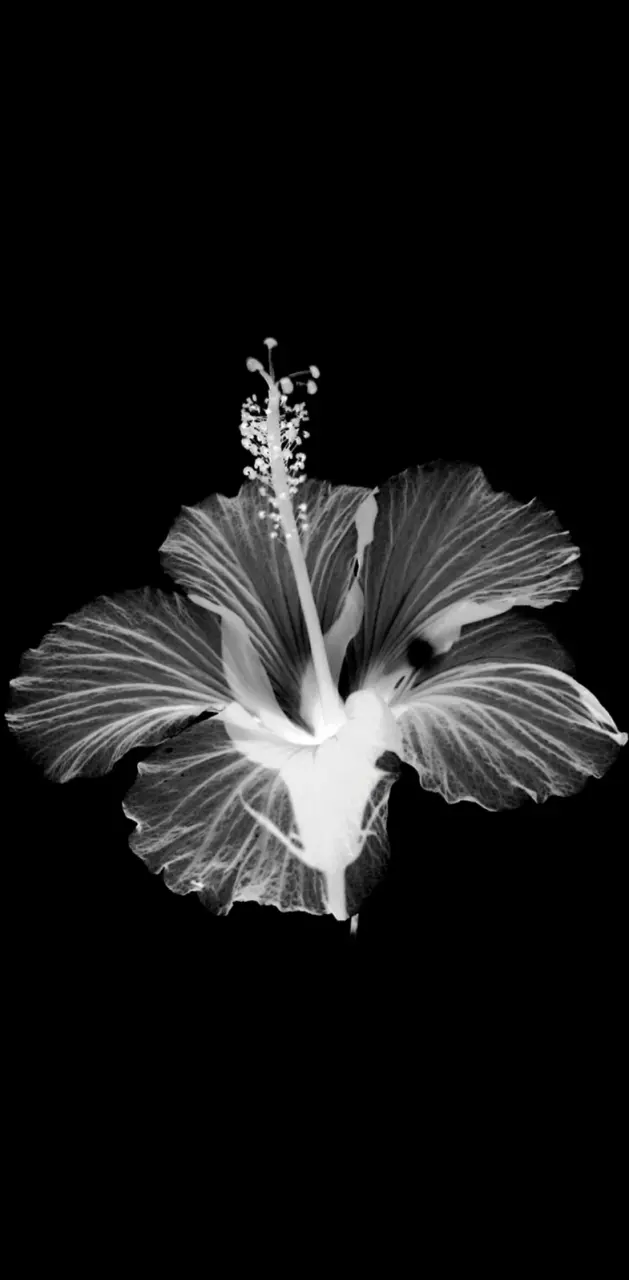 Flower X-Ray