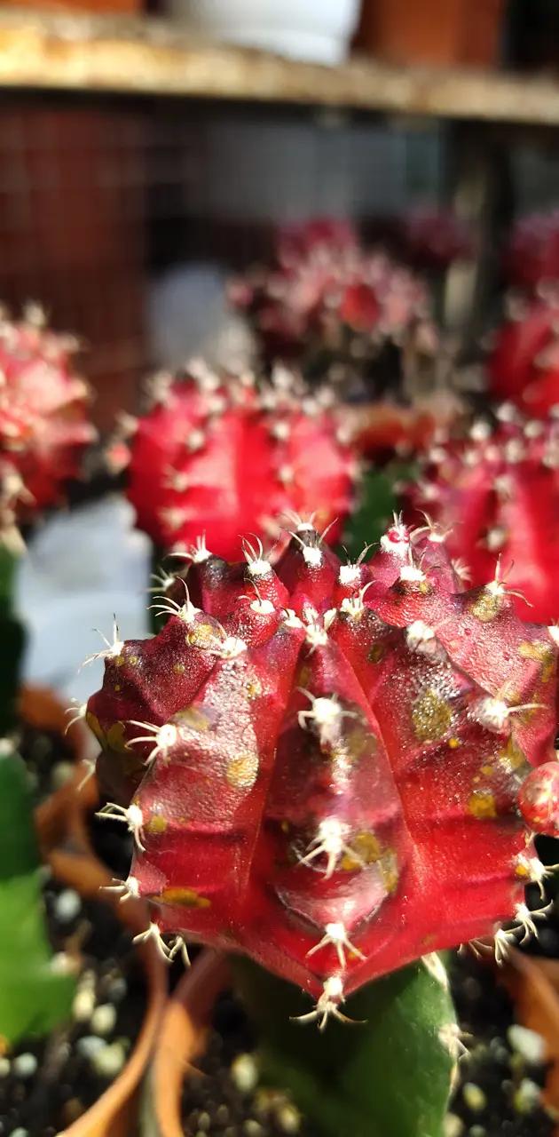 Red cactus