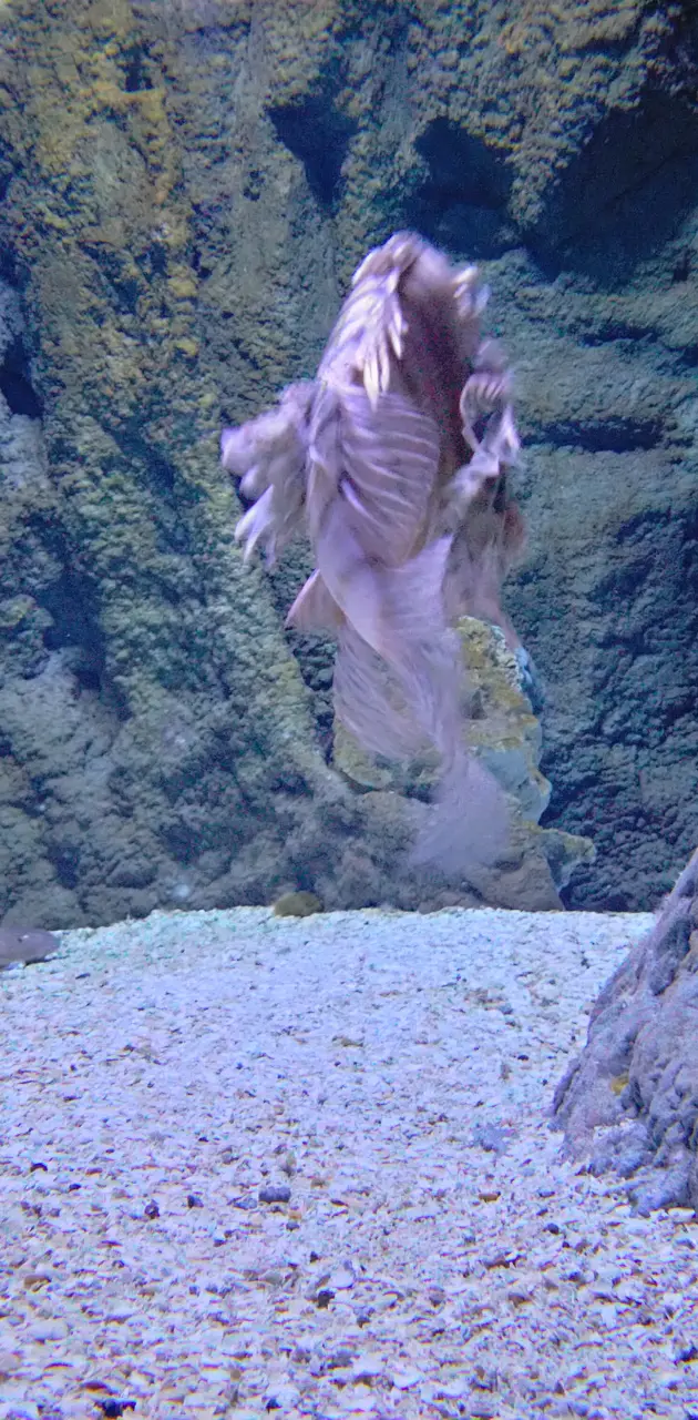 blury fish