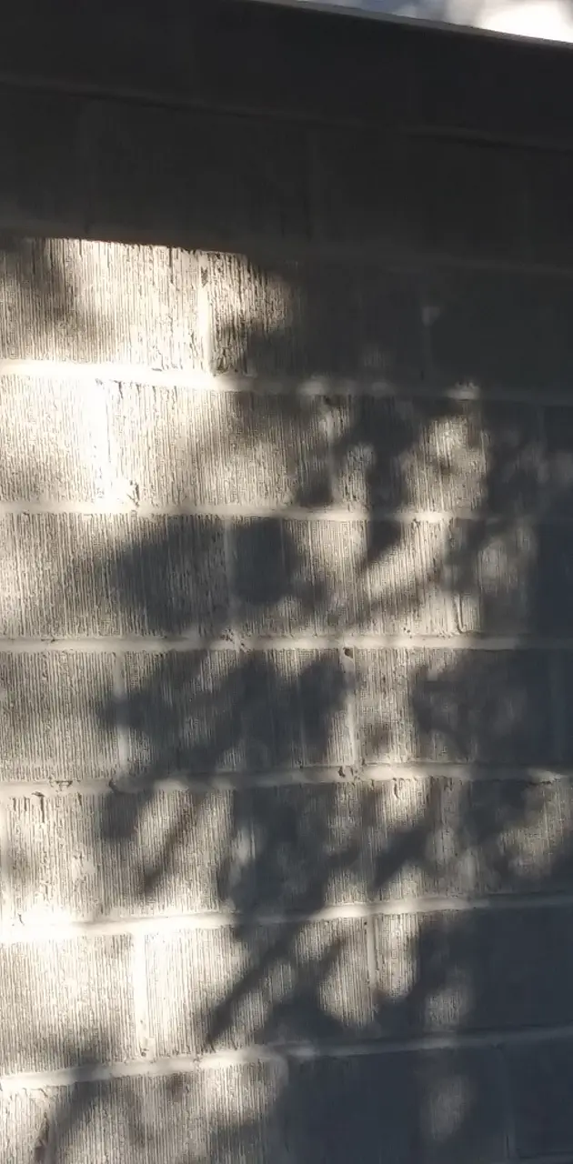 Tree shadows 