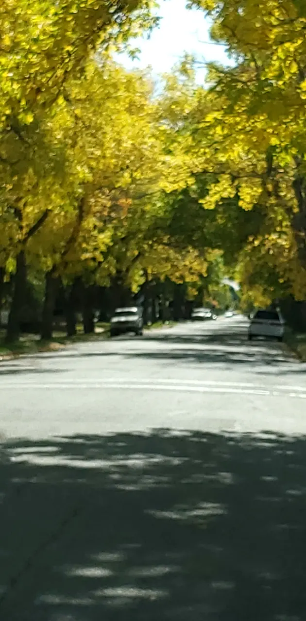 Quiet street in fall
