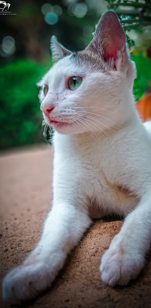 Kitty Cat 