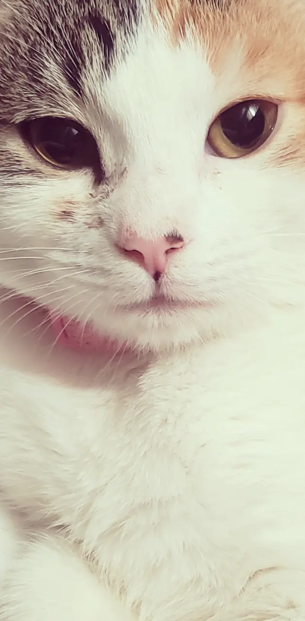 Kitty face
