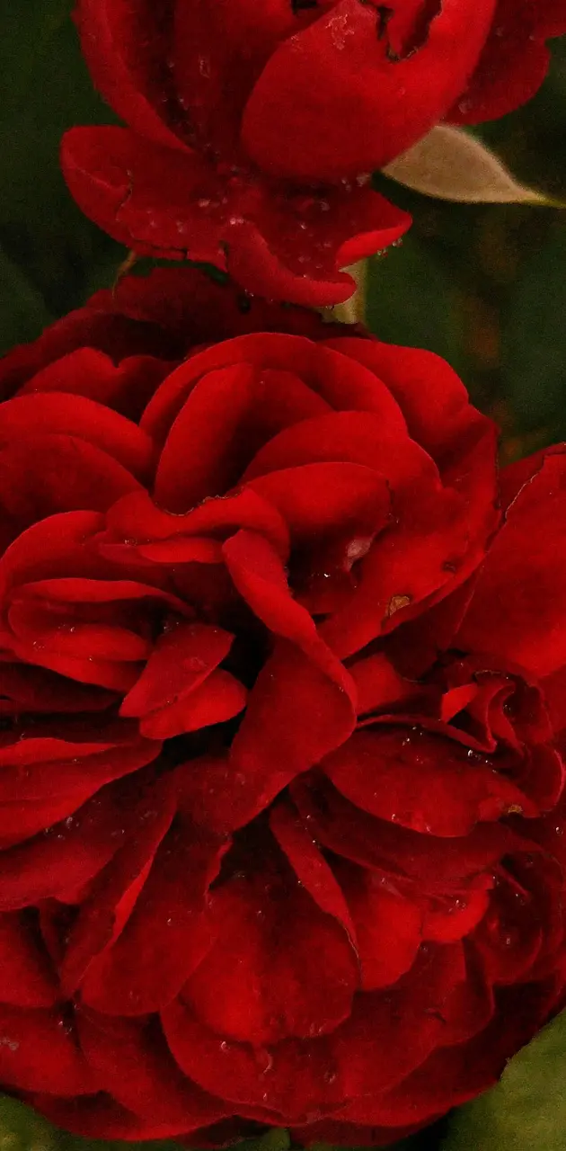 Red beauty rose