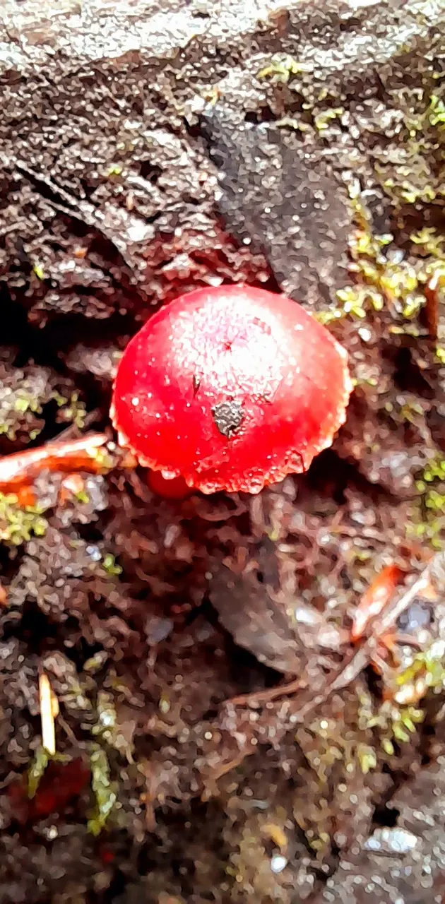 Blood mushroom 