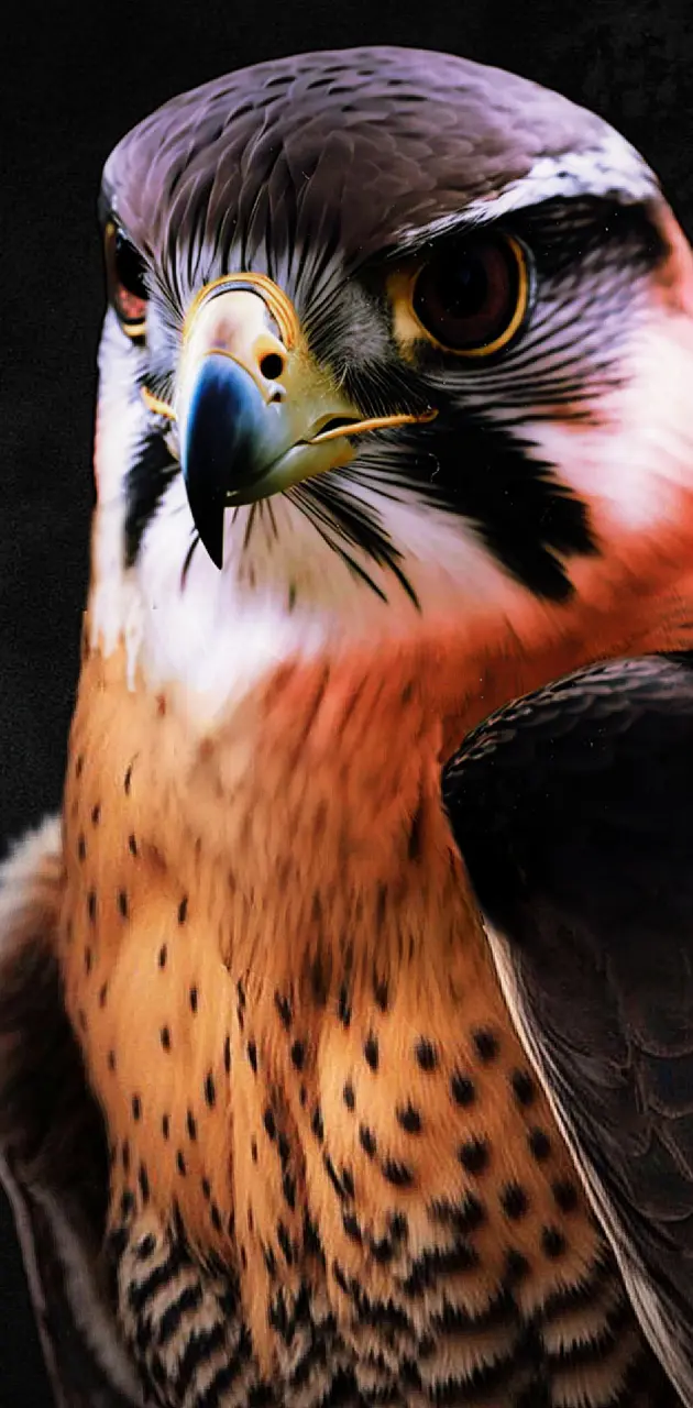 The peregrine falcon