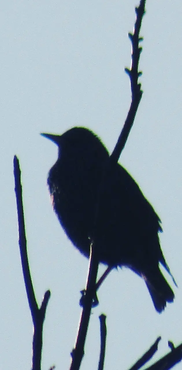 Crow or blackbird