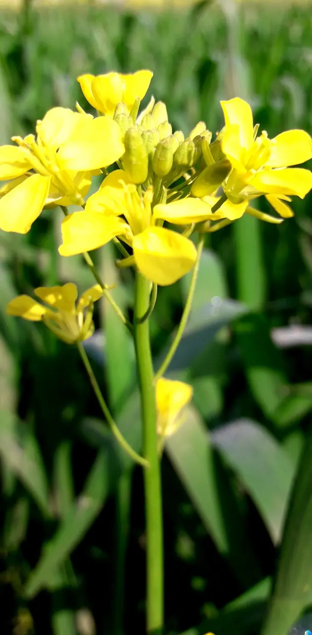 Yellow flower beauty