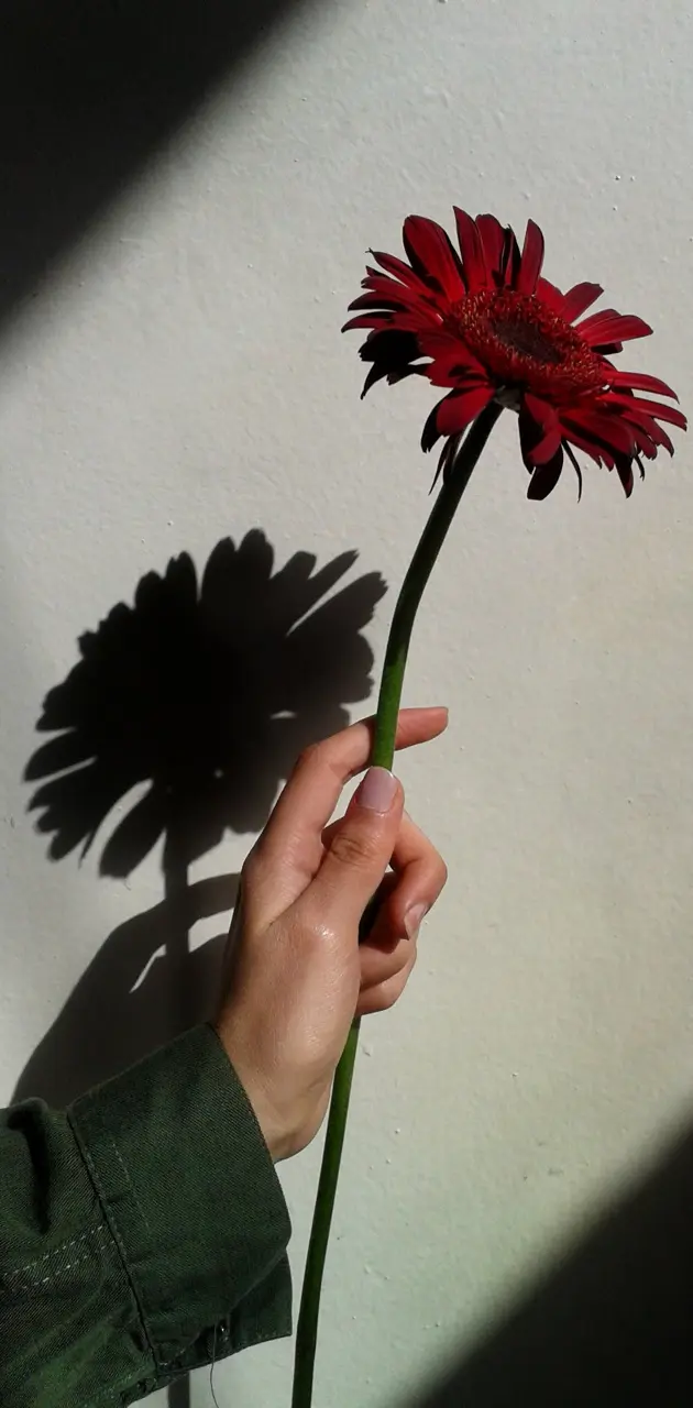 Flower in a hand 