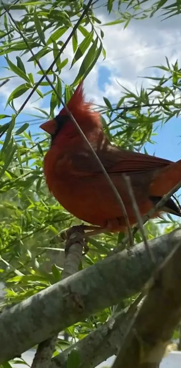 red cardinal 