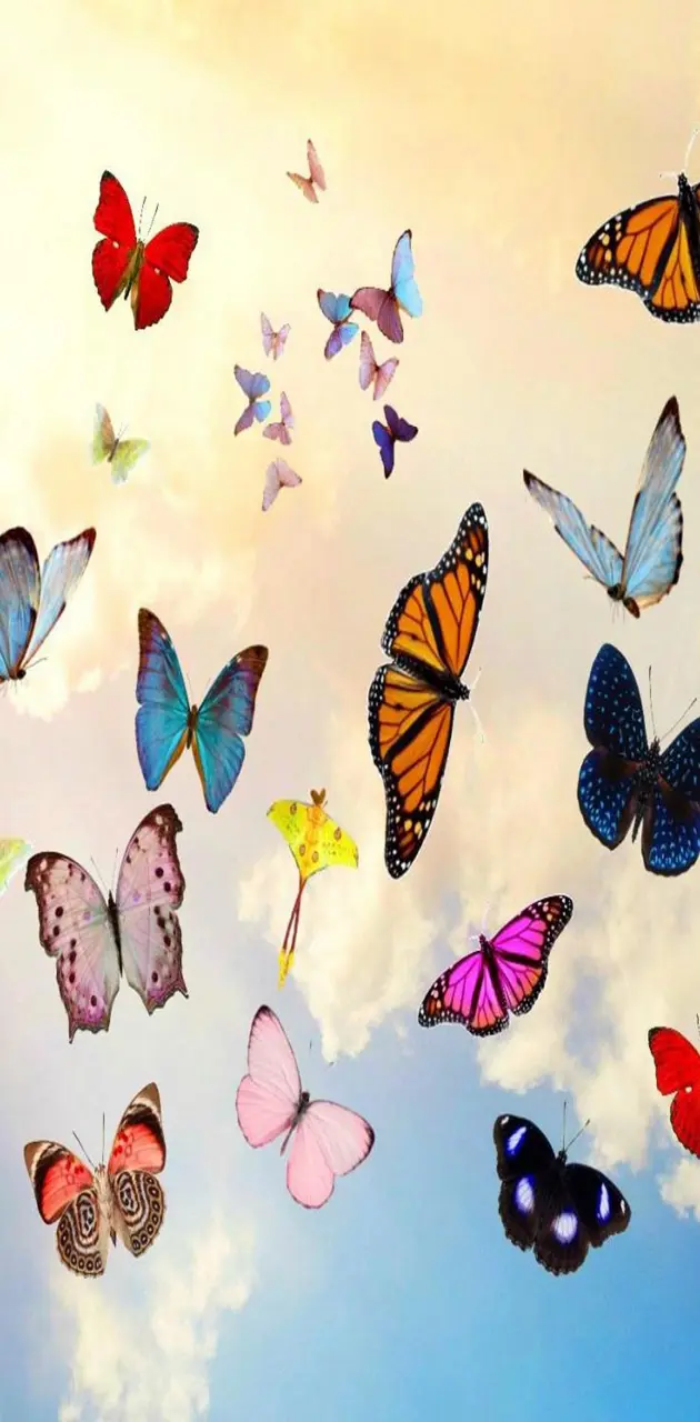 Butterflies hd