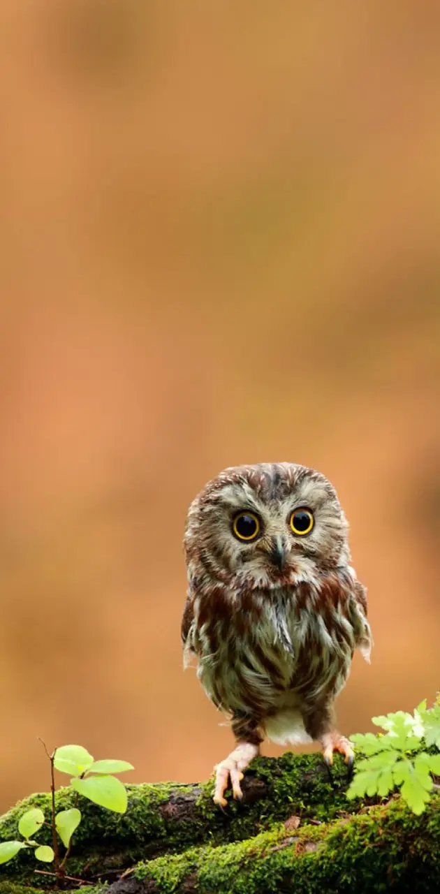 small Owl