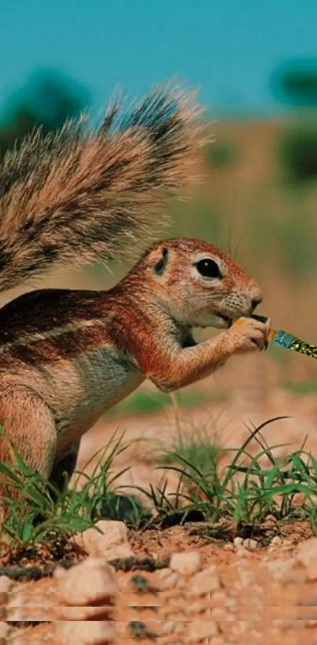 Squirrel Funny