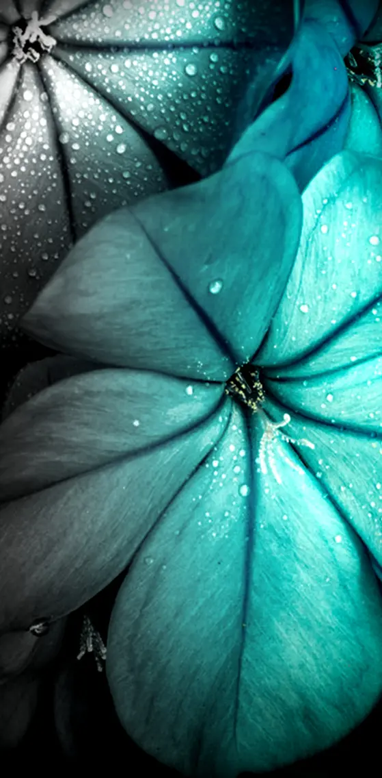 Turquoise Flowers