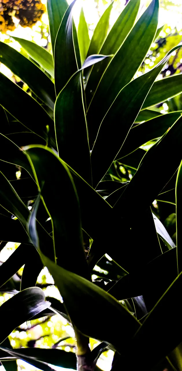 Dark green leaves
