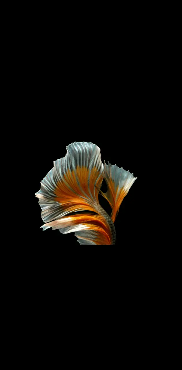 Fighter fish 5