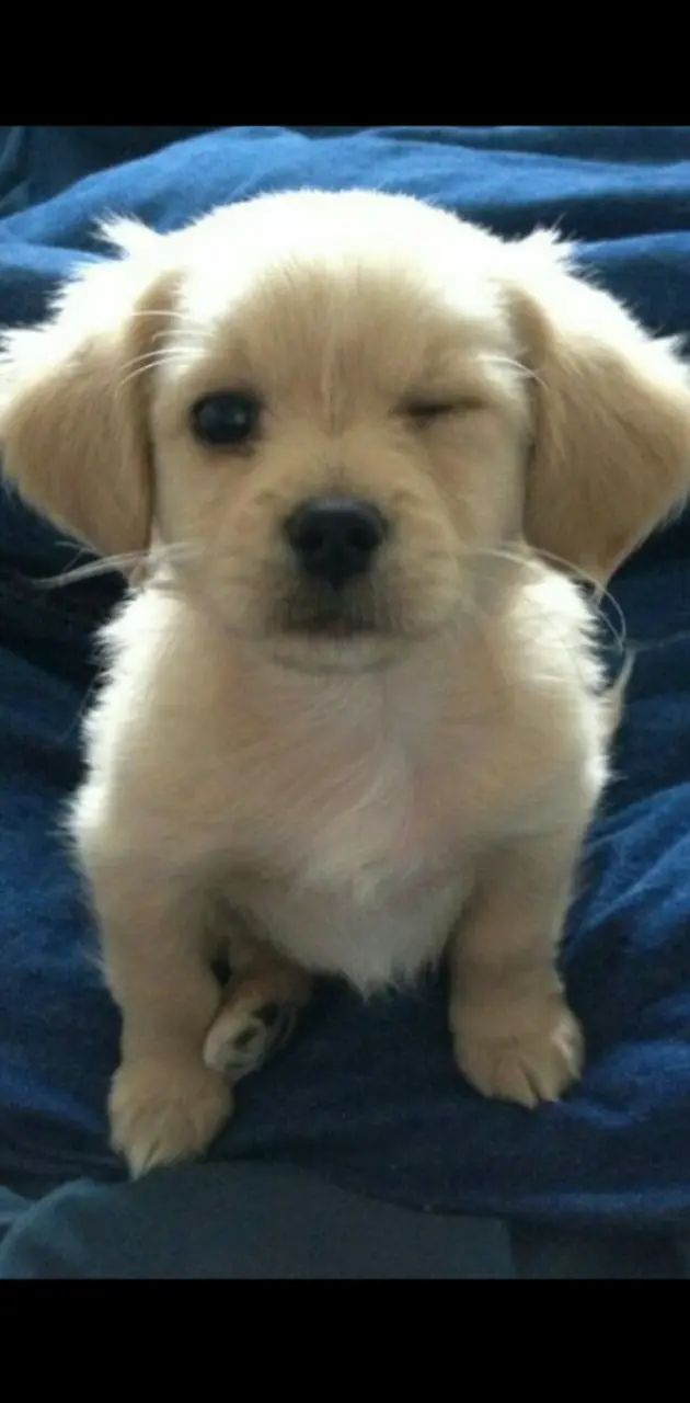 Cute winking dog