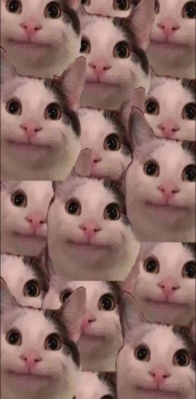 Meme funny Cat face