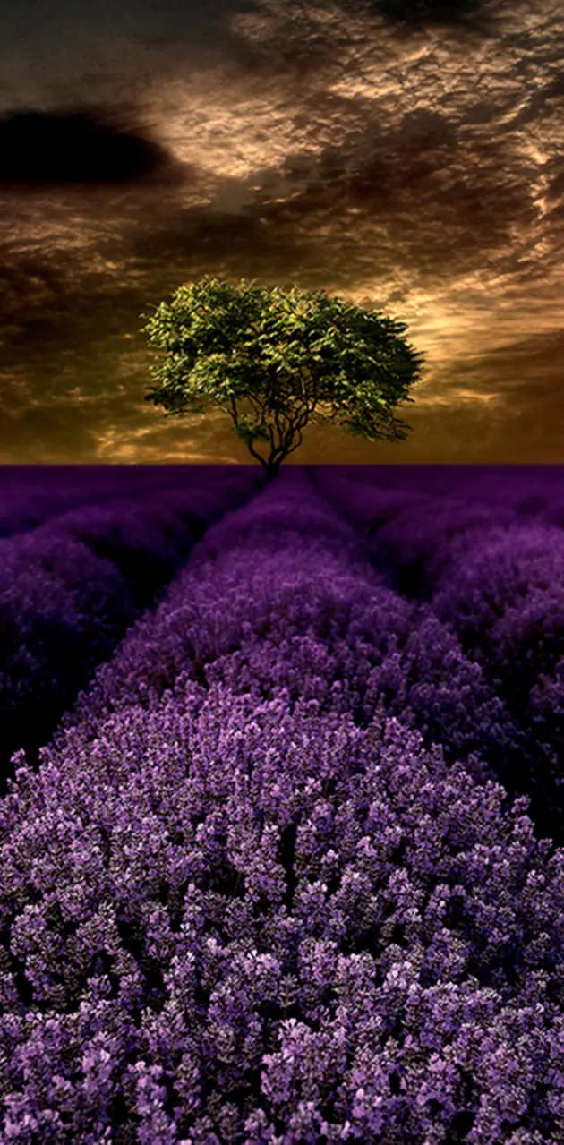 Lavender