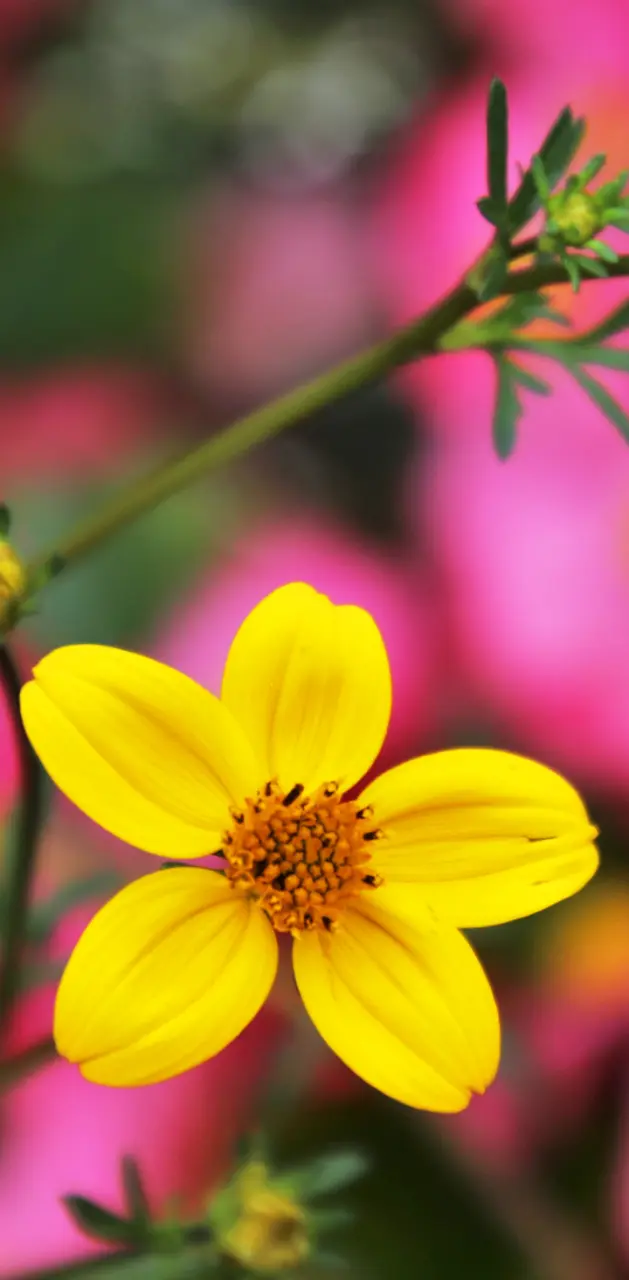 Flower Yellow 3