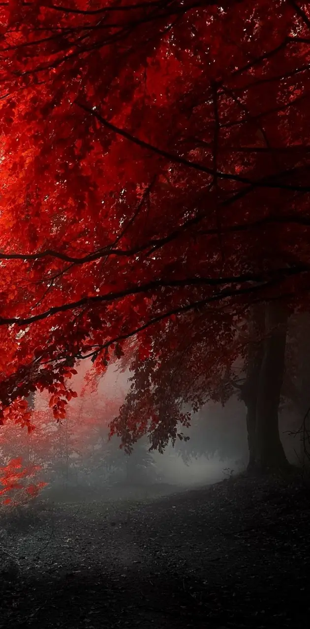 Red Tree Autumn