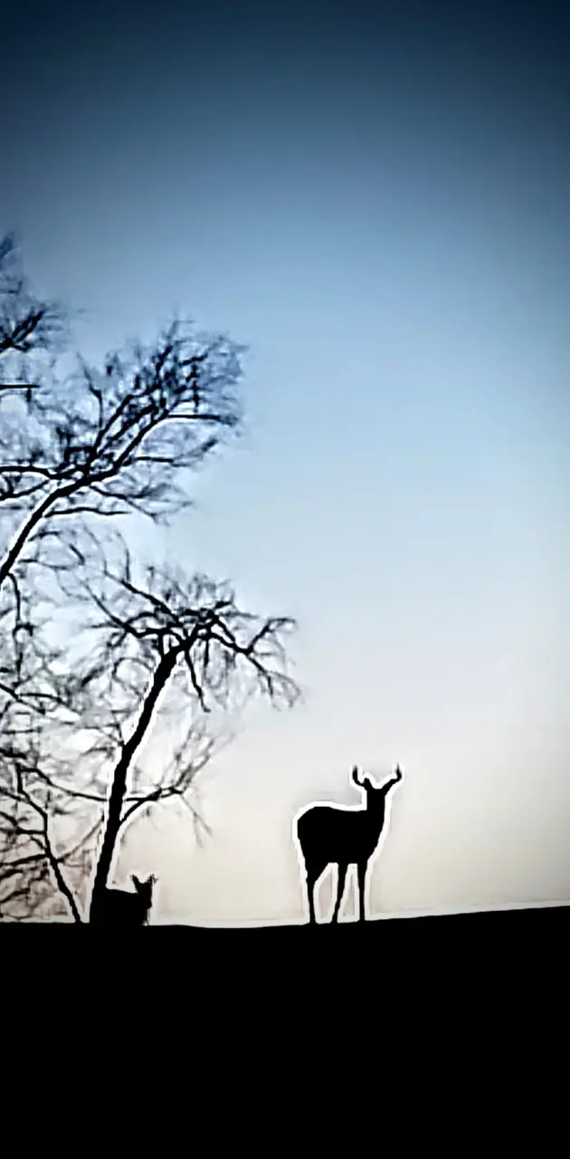 Deer at sunset 