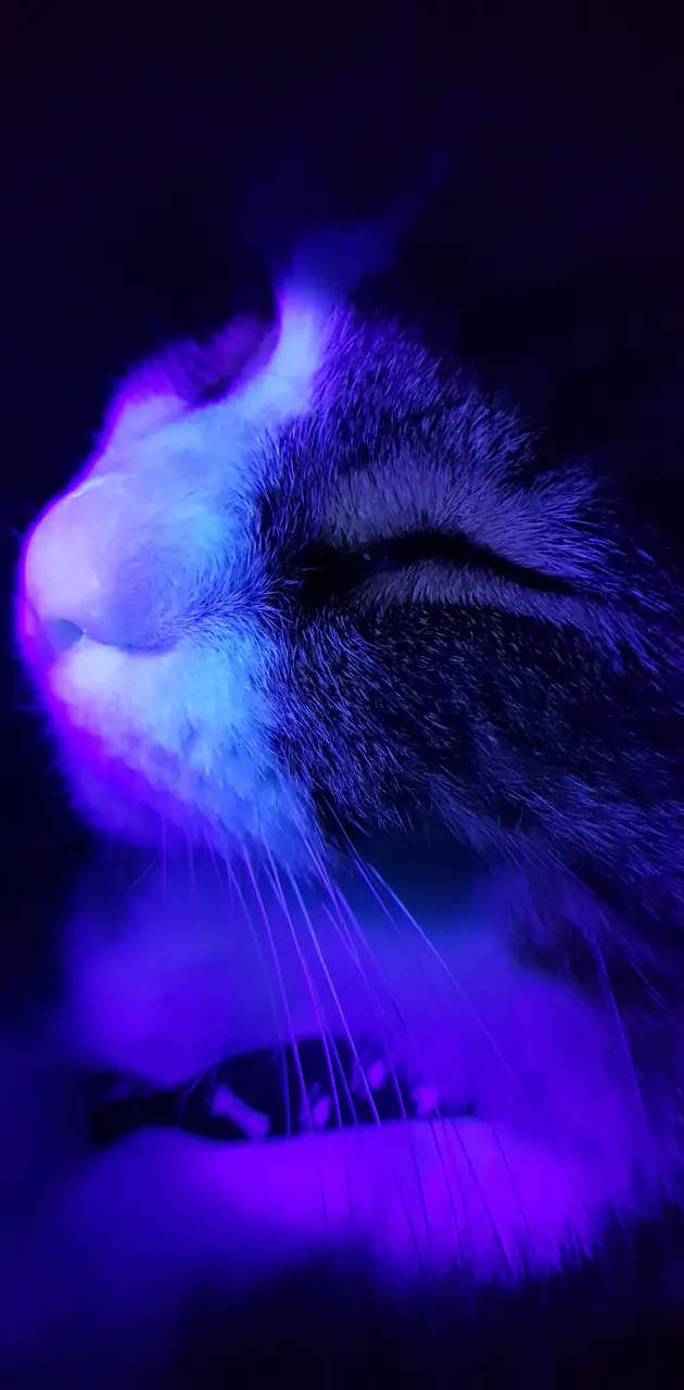 Ultra Violet Kitty