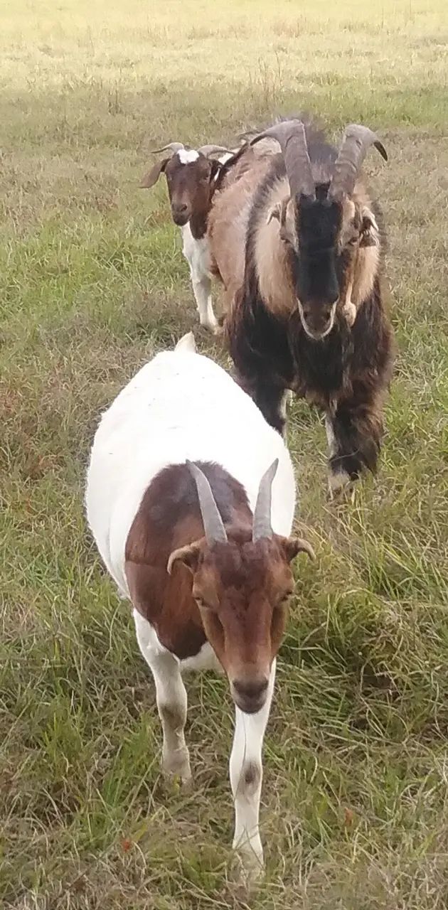 Goats ramming you