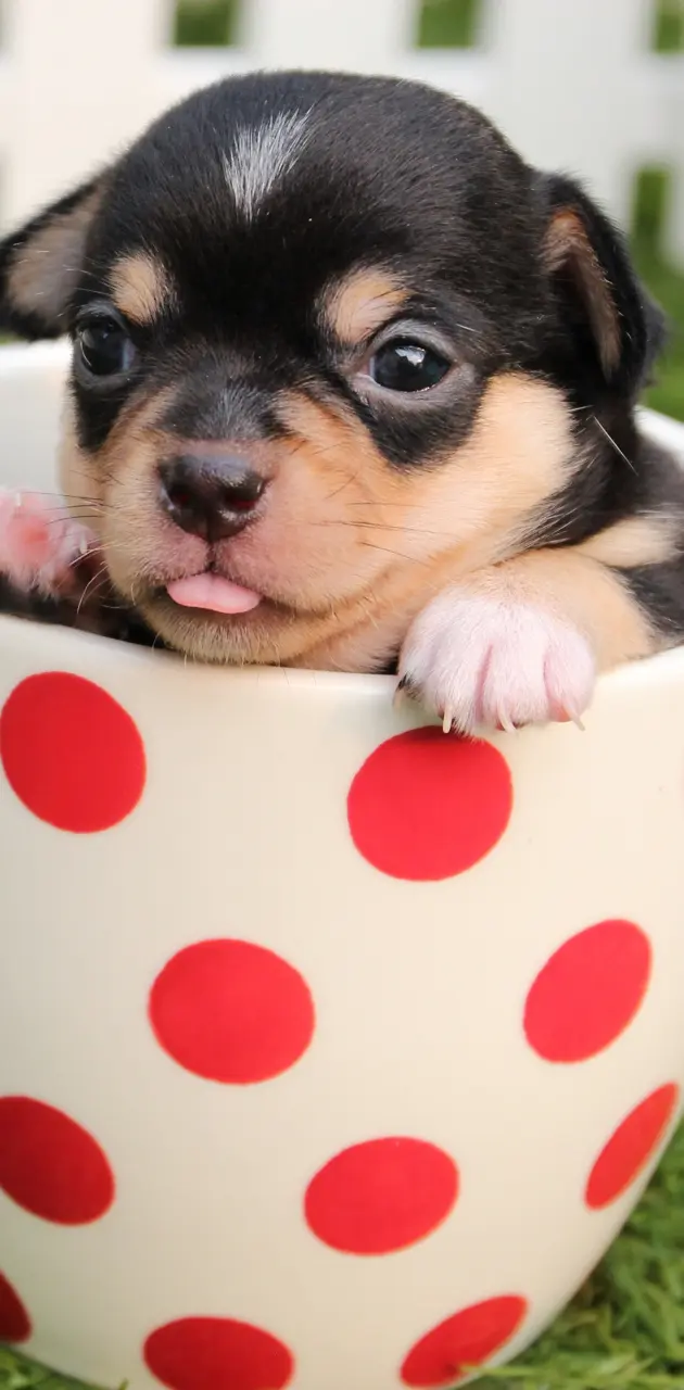 Puppy in a cup