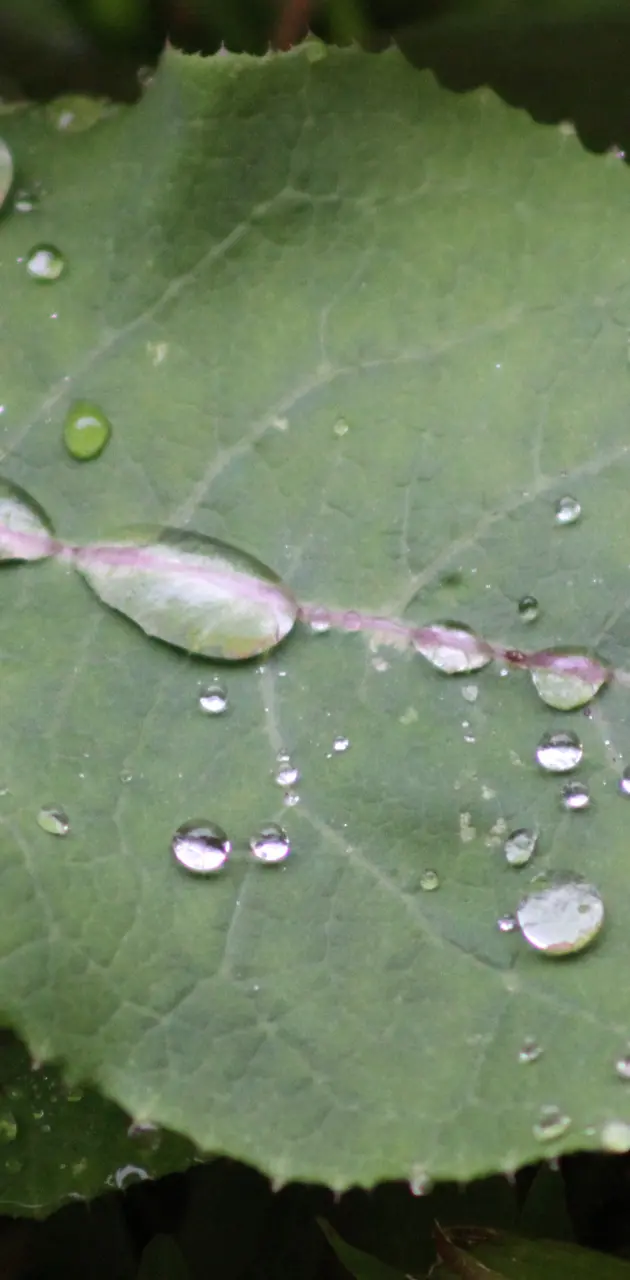 Water On A Leaf