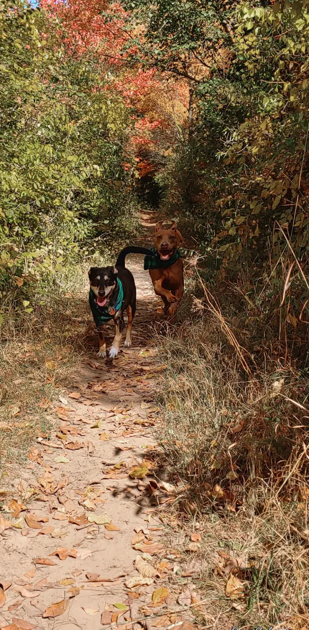 Dogs Running Autumn 