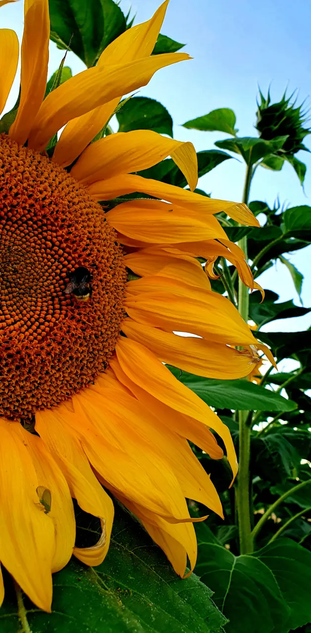 Sunflower Is Life