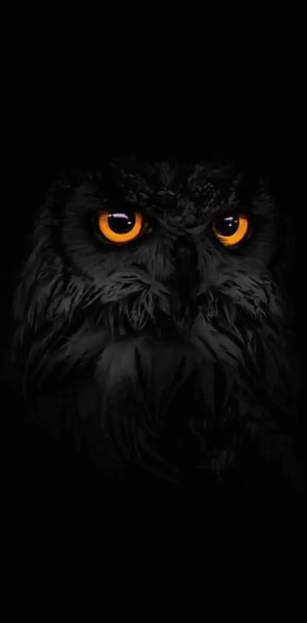 black owl