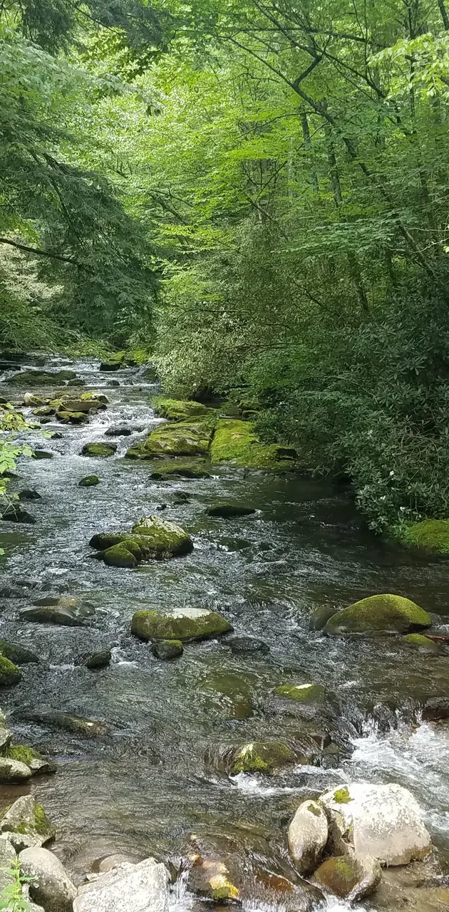 Relaxing Creek