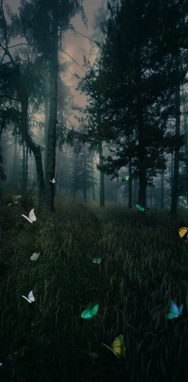 Butterflies In Forest