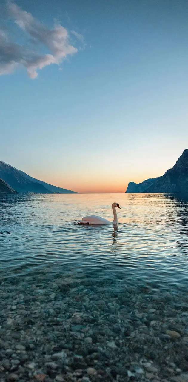 Lonely Swan