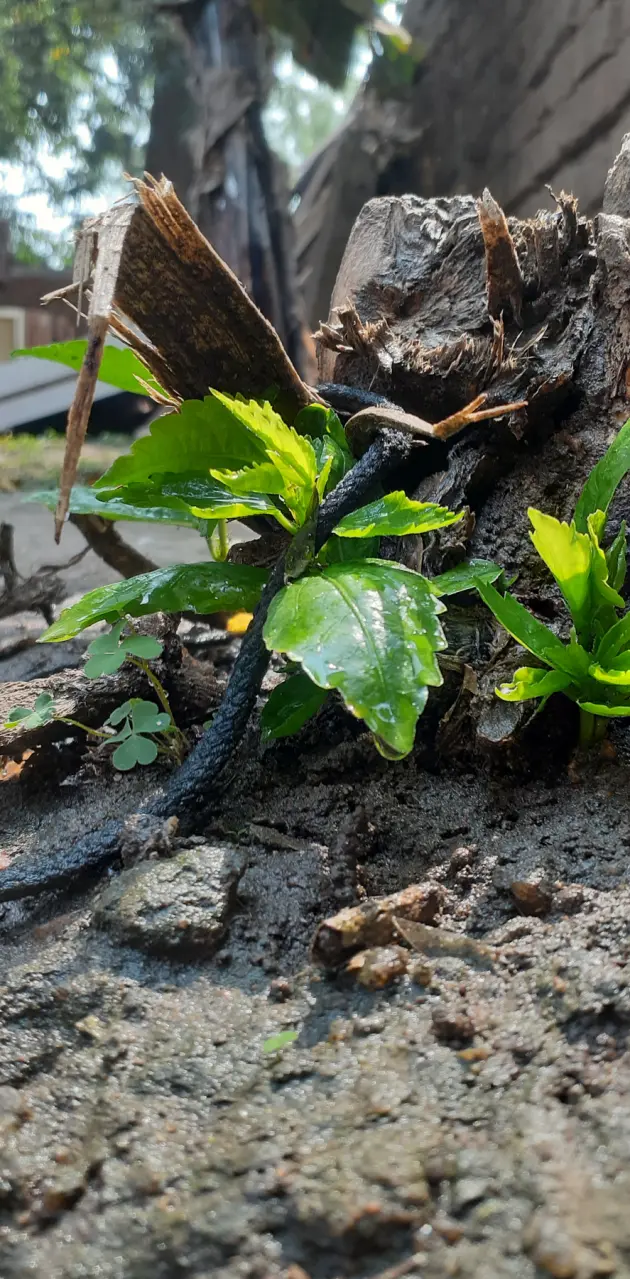 Cute growing plant