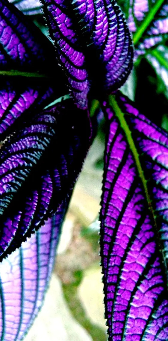 Purple Leaves