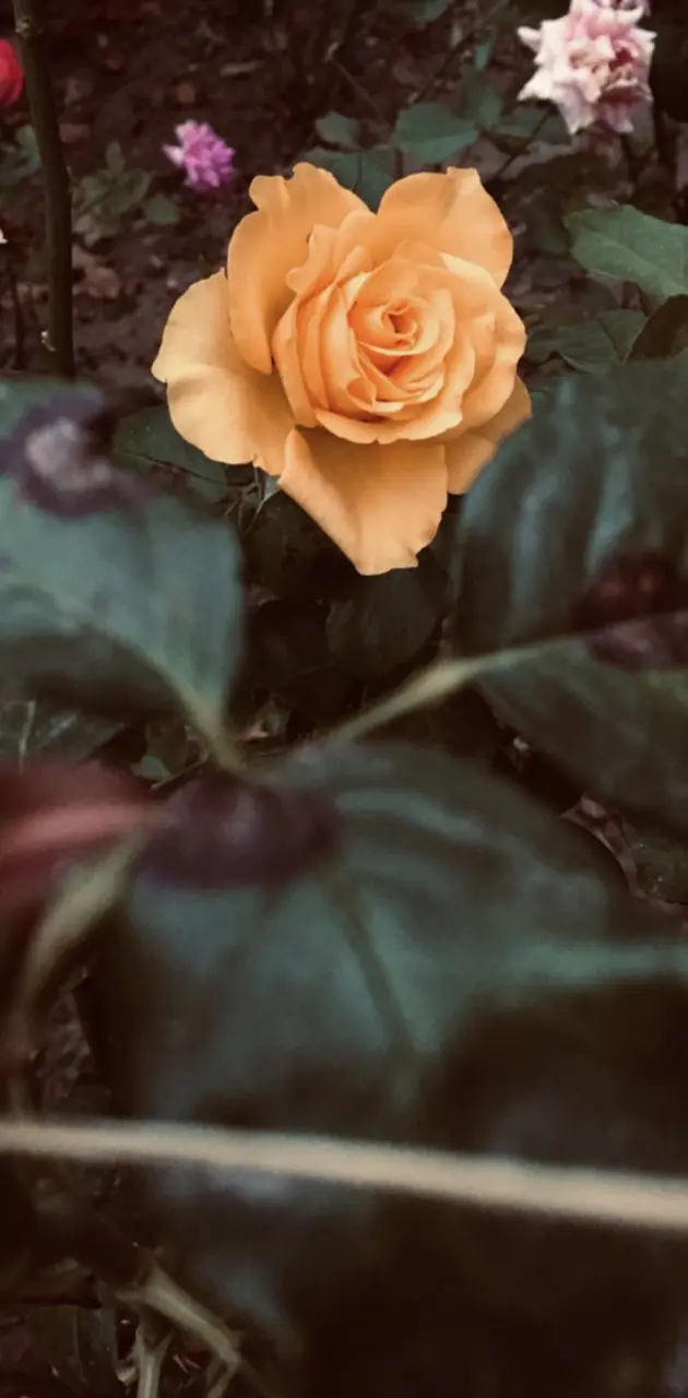 Orange rose 2