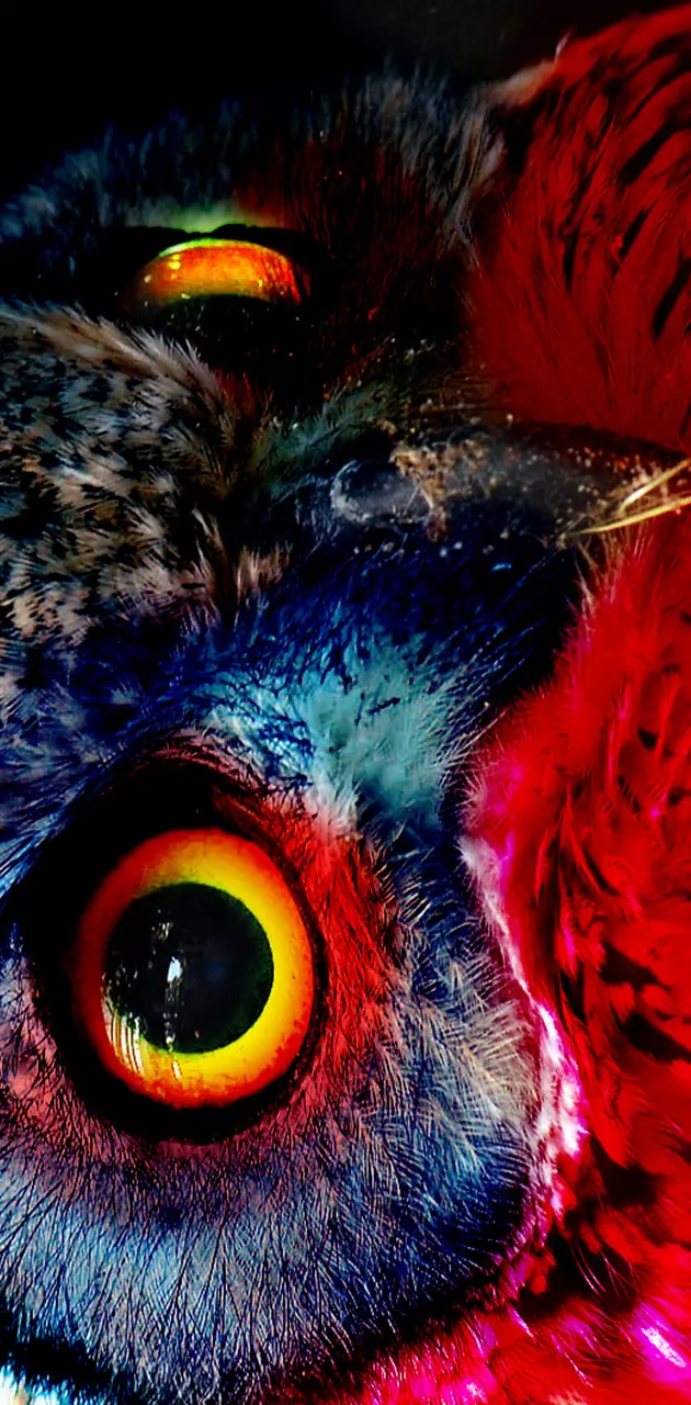 owl colorful