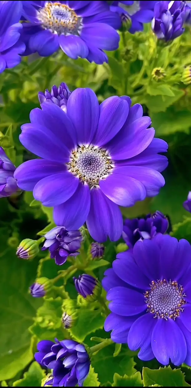 Mavi çiçekler 