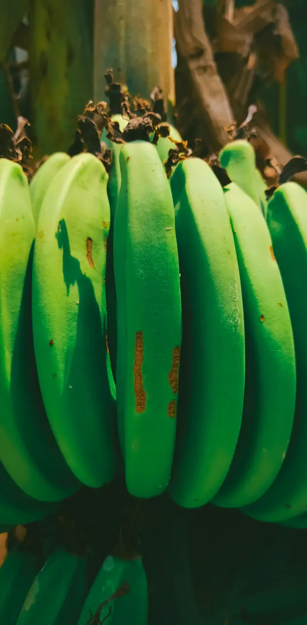 Beautiful Banana
