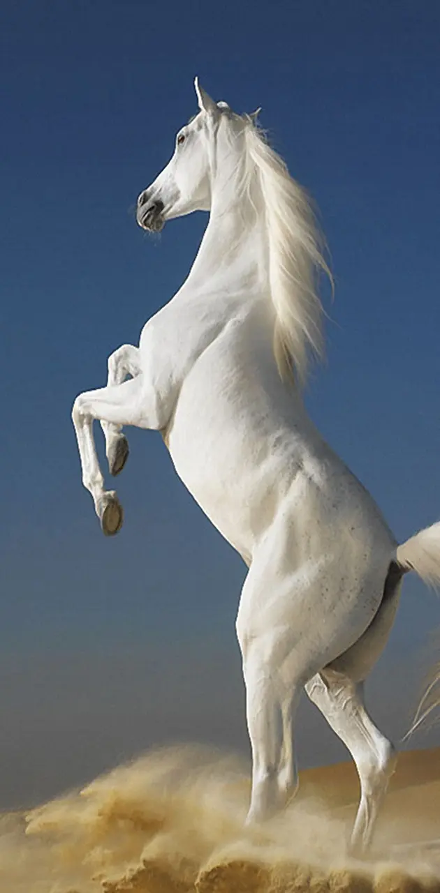 White Horse