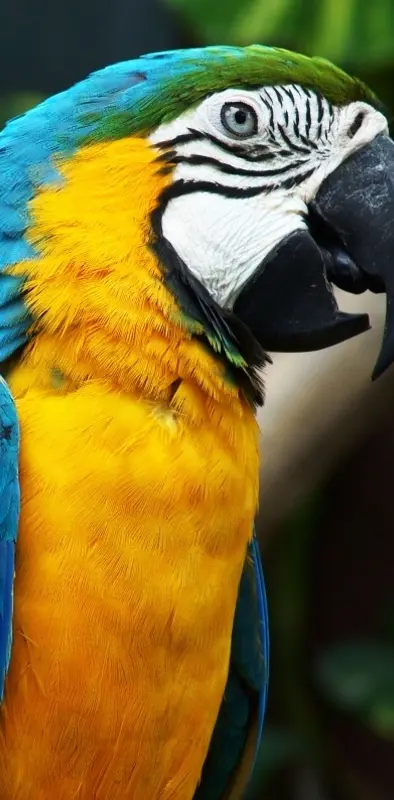 Parrot Hd