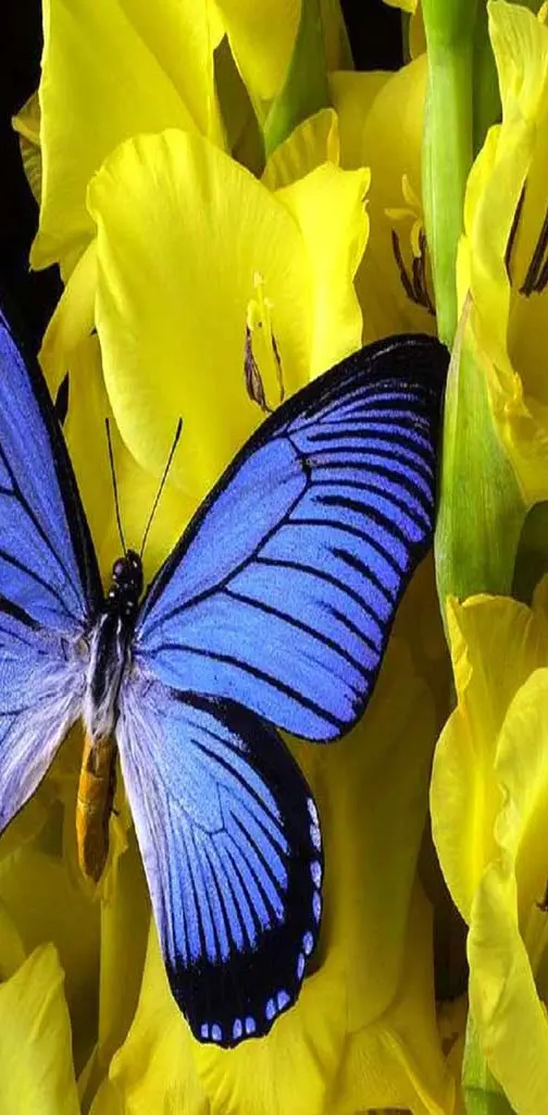 Blue wing butterfly