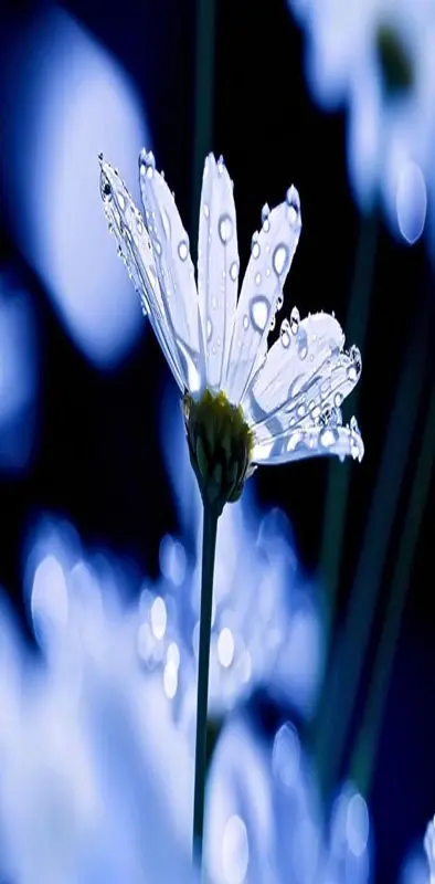 Dew Flower