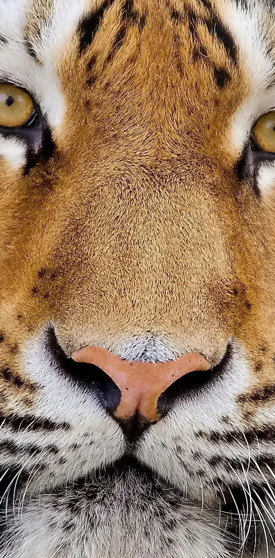 tiger up close
