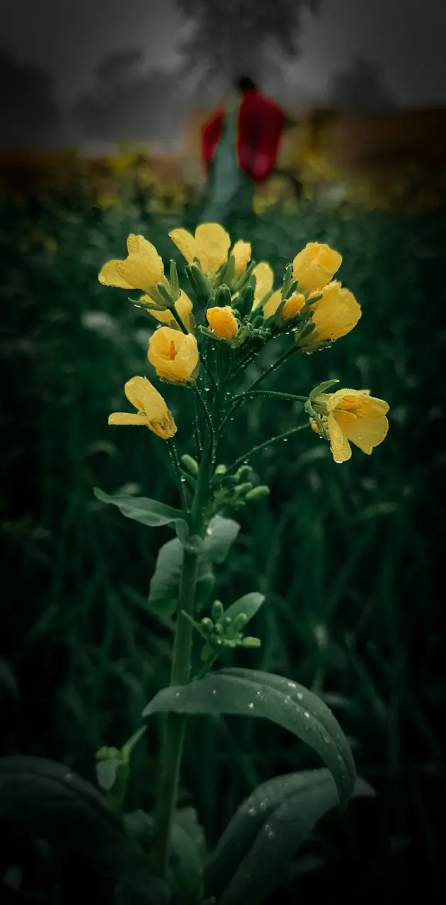 Musturd Flower