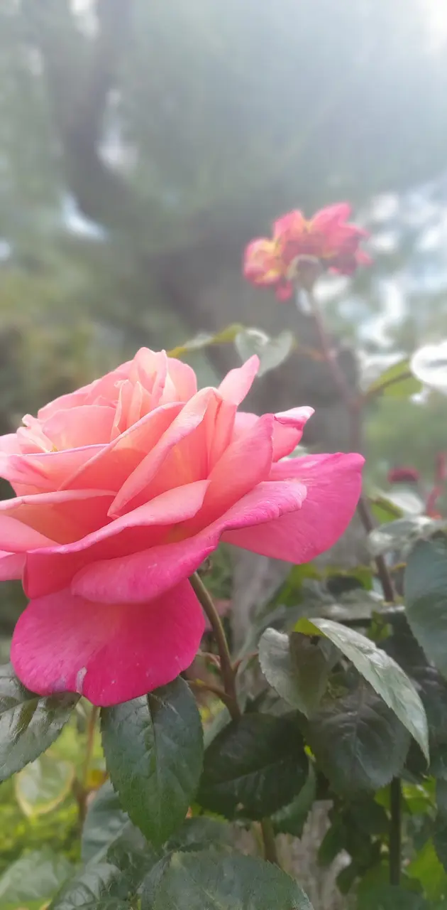 Rose in Lozan
